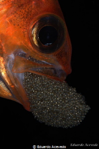 Apogon fish with eggs. by Eduardo Acevedo 